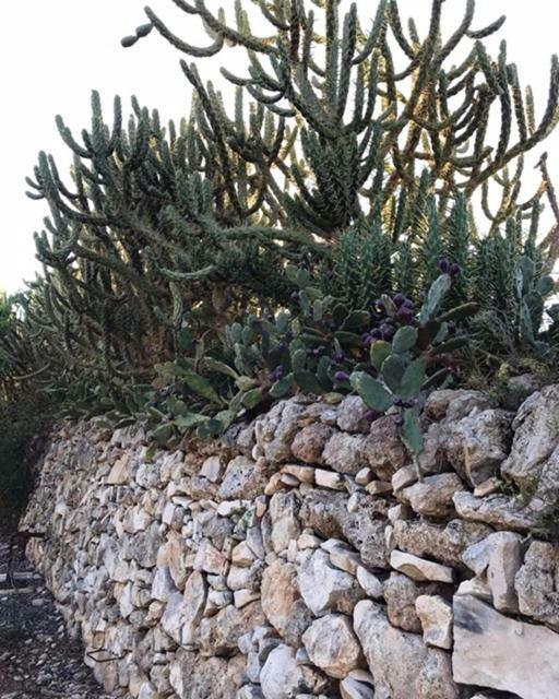B&B Tenuta Paradisi Copertino Esterno foto